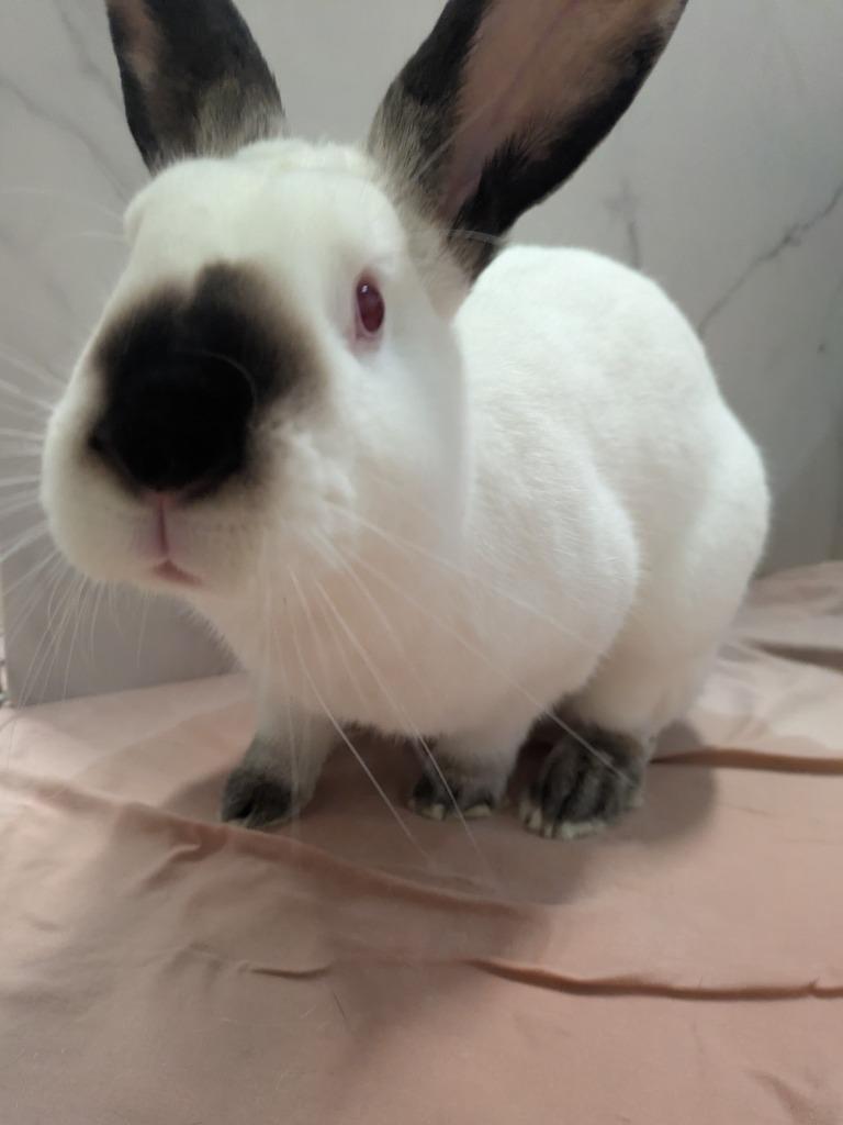 Cam, Adoptable, Young Male Californian.