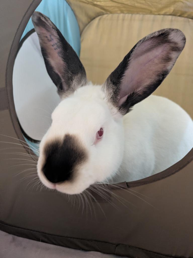 Enlarge Cam, a Adoptable Californian in Pflugerville, TX image 2/6