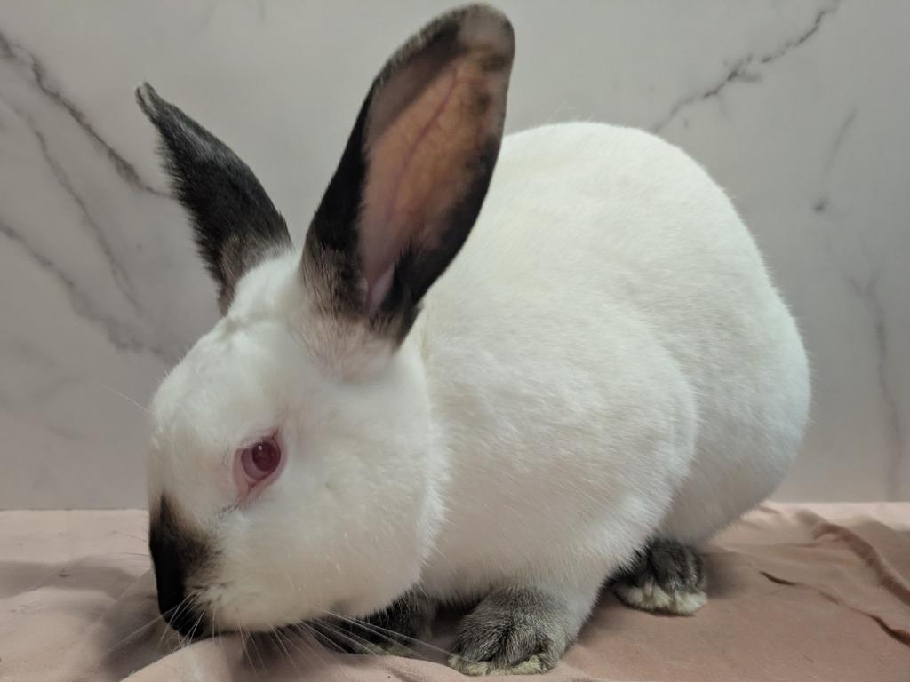 Enlarge Cam, a Adoptable Californian in Pflugerville, TX image 4/6