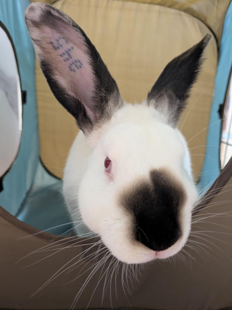 Enlarge Cam, a Adoptable Californian in Pflugerville, TX image 5/6