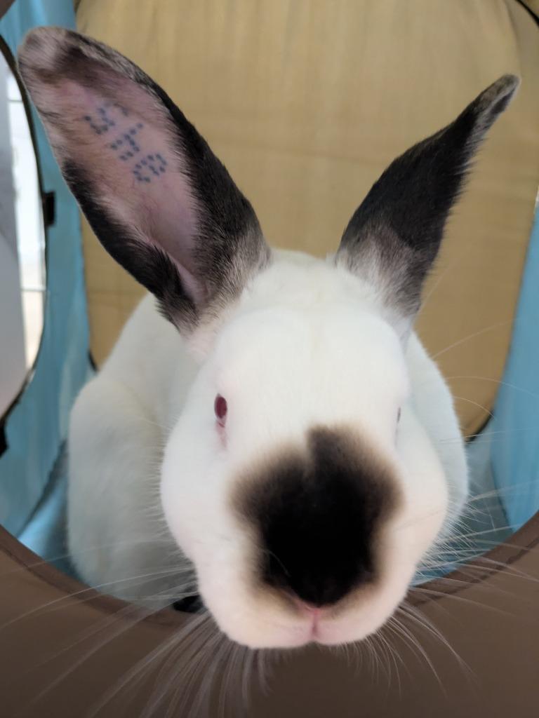 Enlarge Cam, a Adoptable Californian in Pflugerville, TX image 6/6