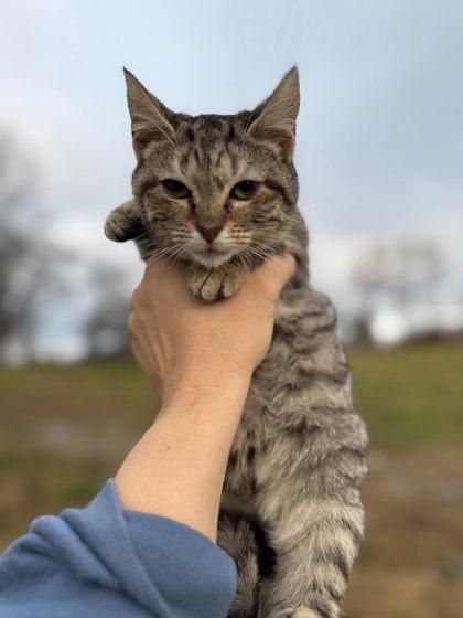 Enlarge Hunt, a Adoptable mixed breed in Berwick, PA image 1/1