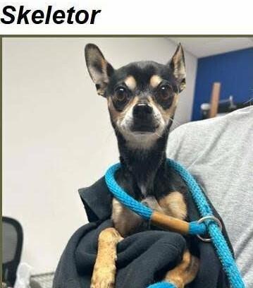 Enlarge Skeletor, a Adoptable mixed breed in Boulder, CO image 1/1