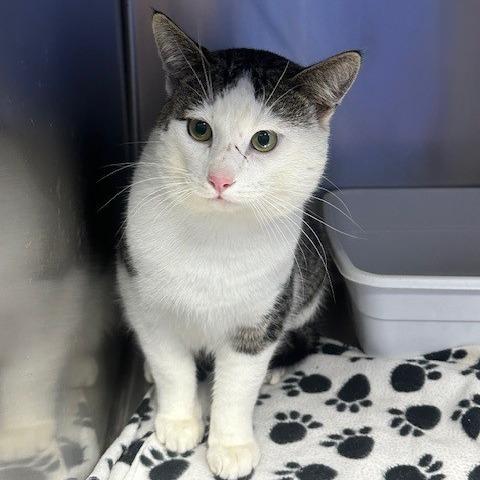 Enlarge Jack Jack, a Adoptable Domestic Short Hair in Coos Bay, OR image 1/1