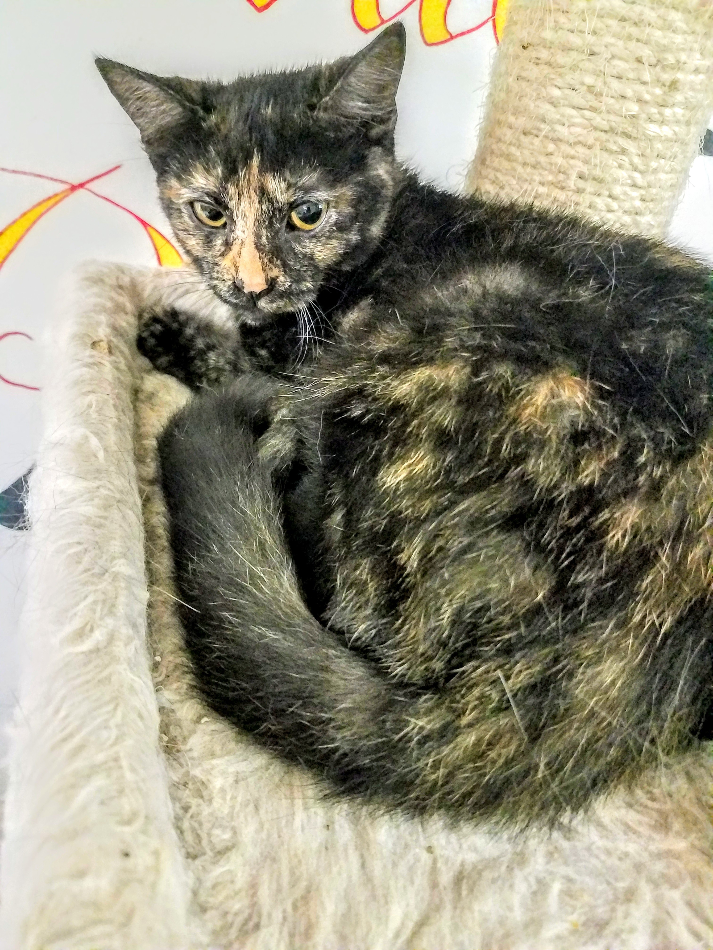 Rosebud, a Adoptable mixed breed in Owensboro, KY image 1/4