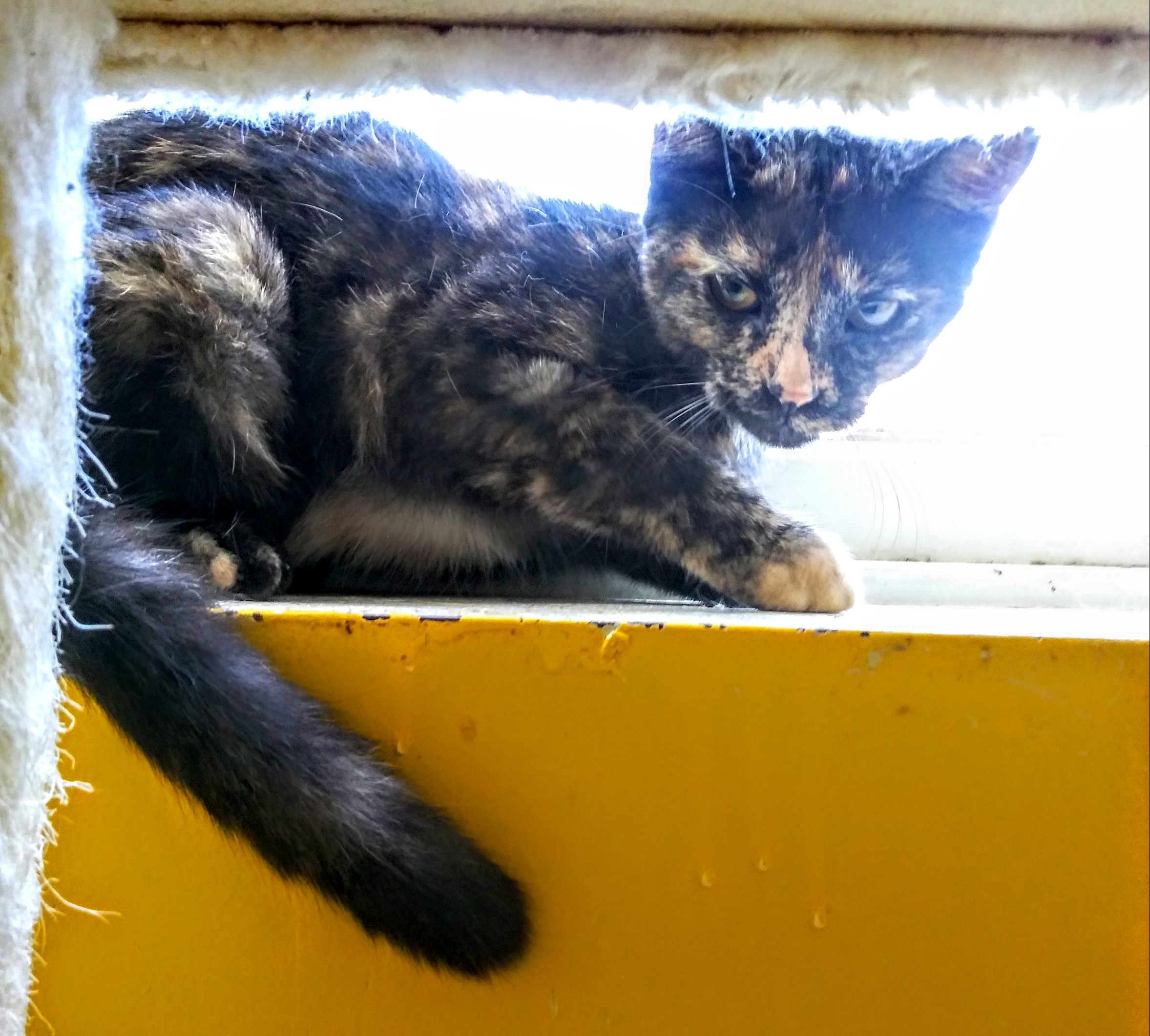 Rosebud, a Adoptable mixed breed in Owensboro, KY image 2/4