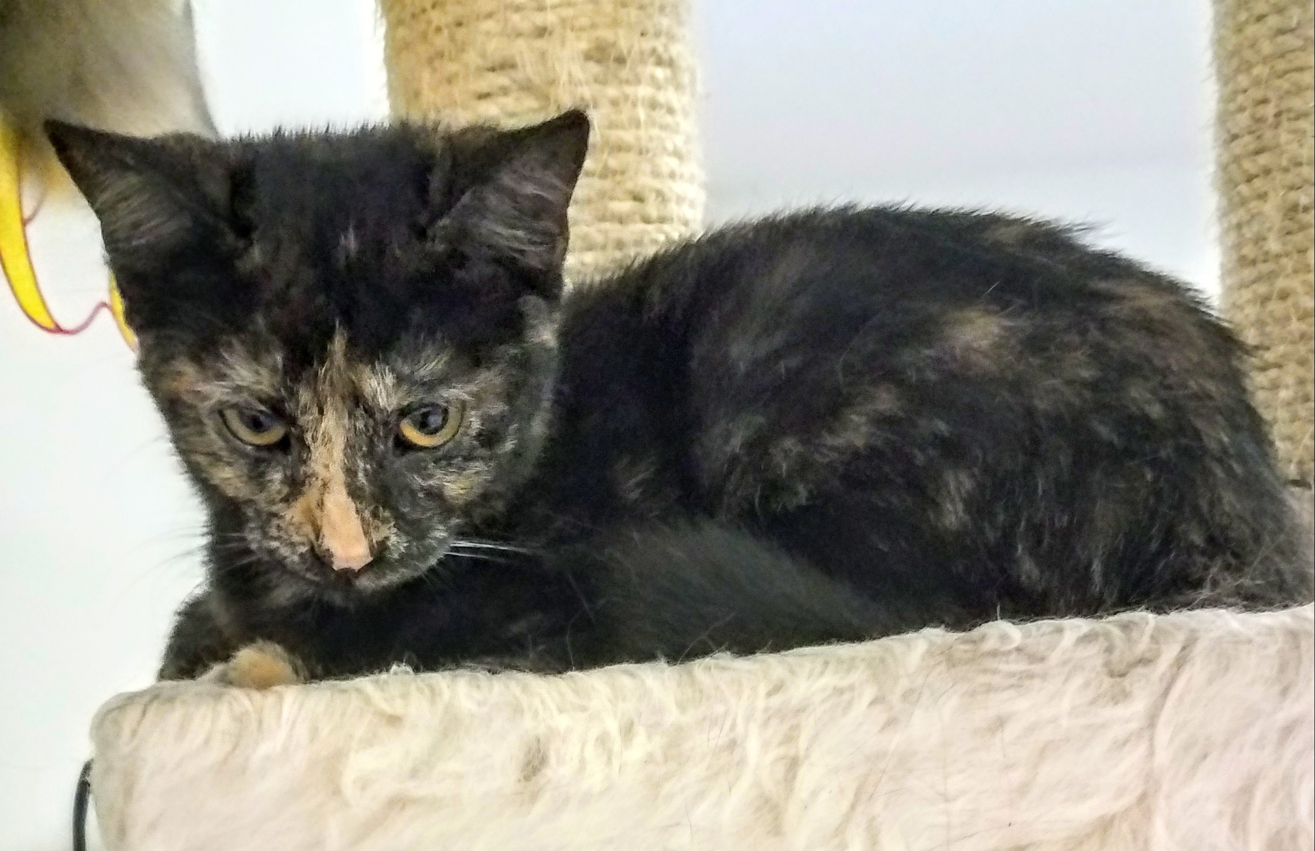 Rosebud, a Adoptable mixed breed in Owensboro, KY image 3/4