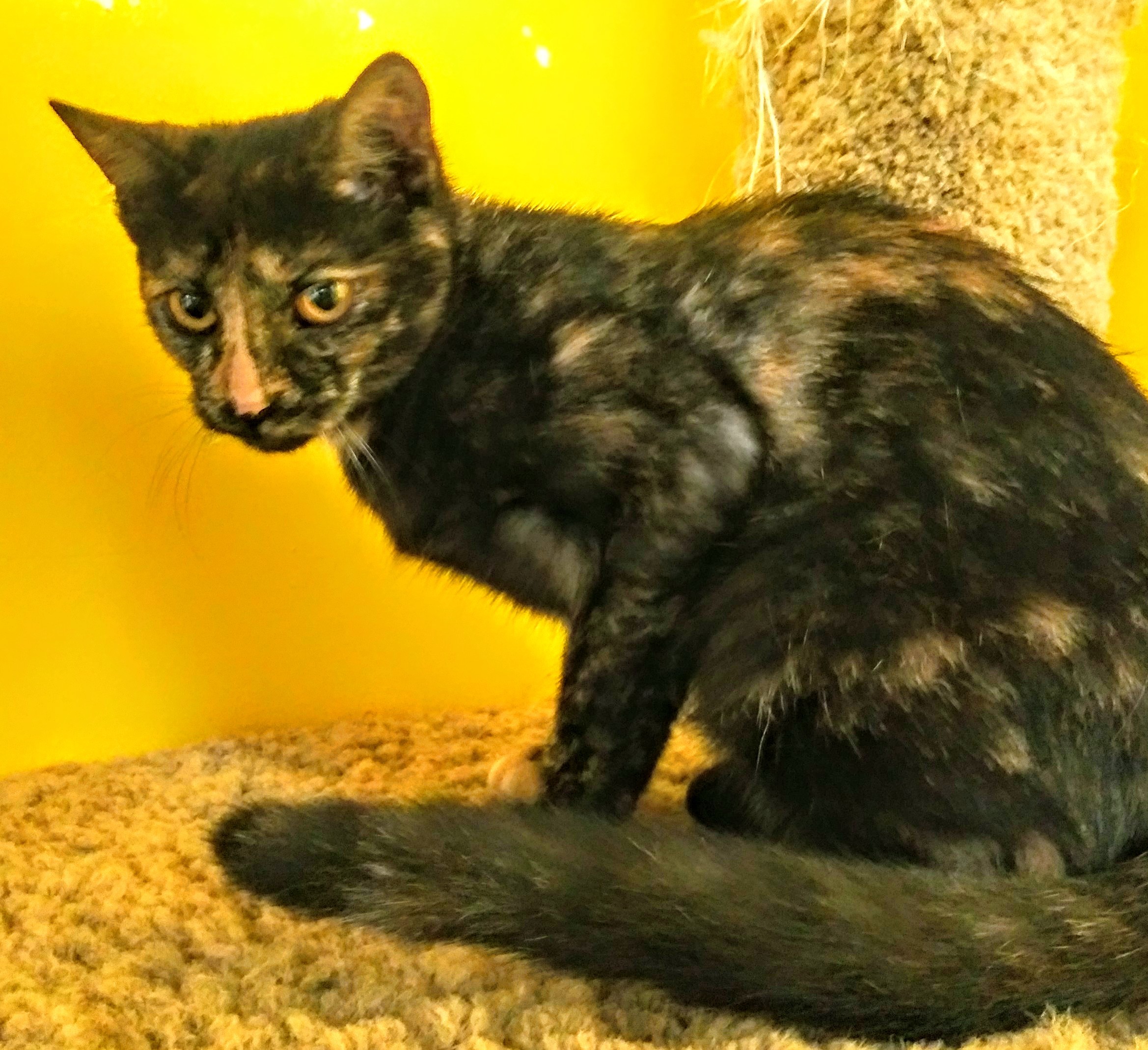 Rosebud, a Adoptable mixed breed in Owensboro, KY image 4/4