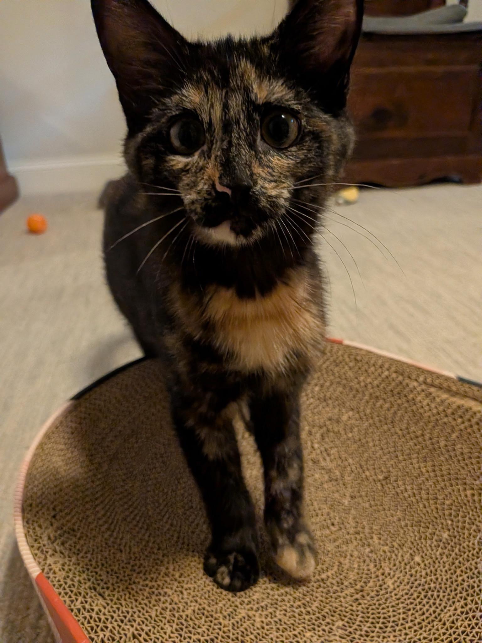 Oriole (with Raven), an adopted Domestic Short Hair in Baltimore, MD image 1/5