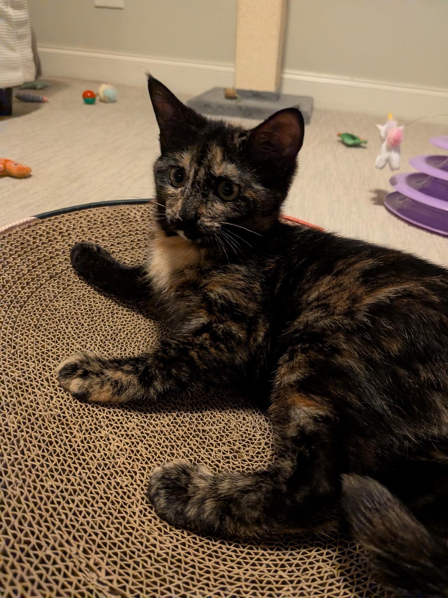 Oriole (with Raven), an adopted Domestic Short Hair in Baltimore, MD image 4/5
