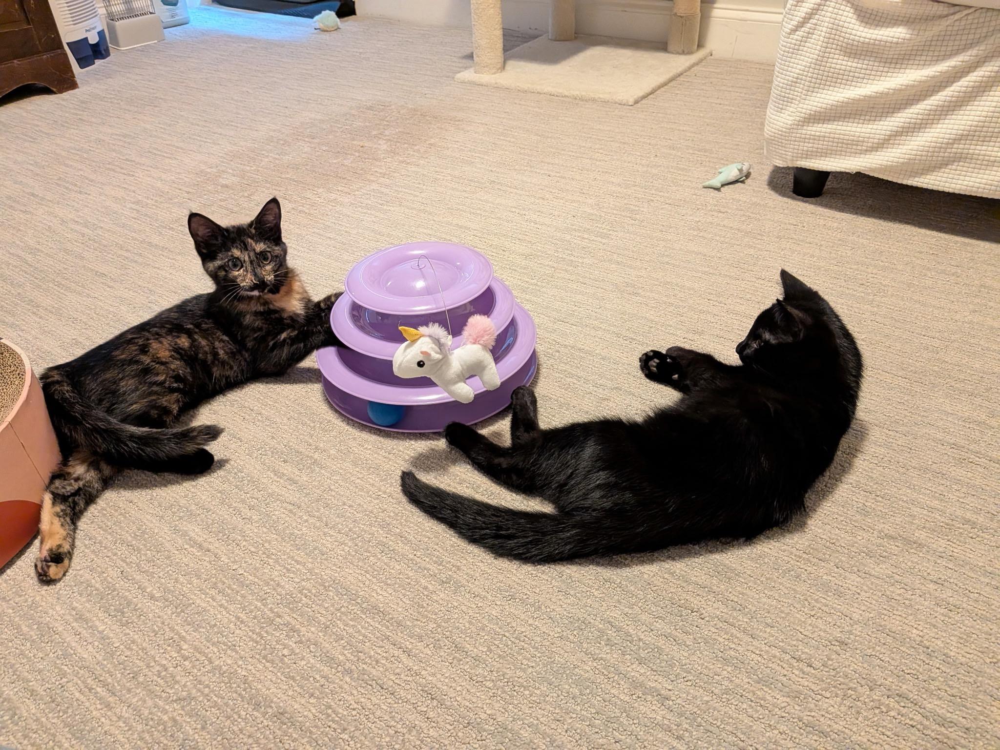Oriole (with Raven), an adopted Domestic Short Hair in Baltimore, MD image 2/5