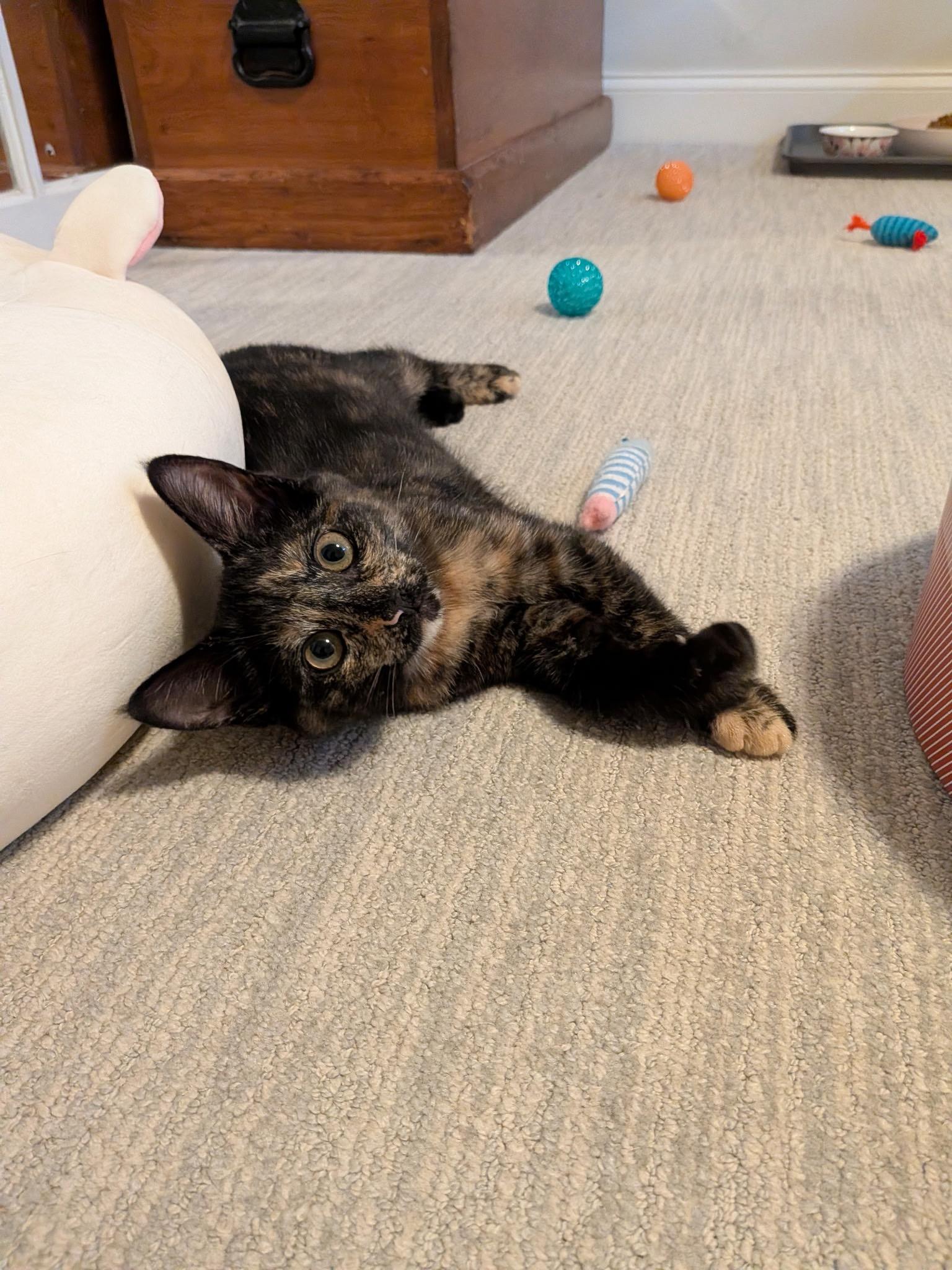 Oriole (with Raven), an adopted Domestic Short Hair in Baltimore, MD image 5/5