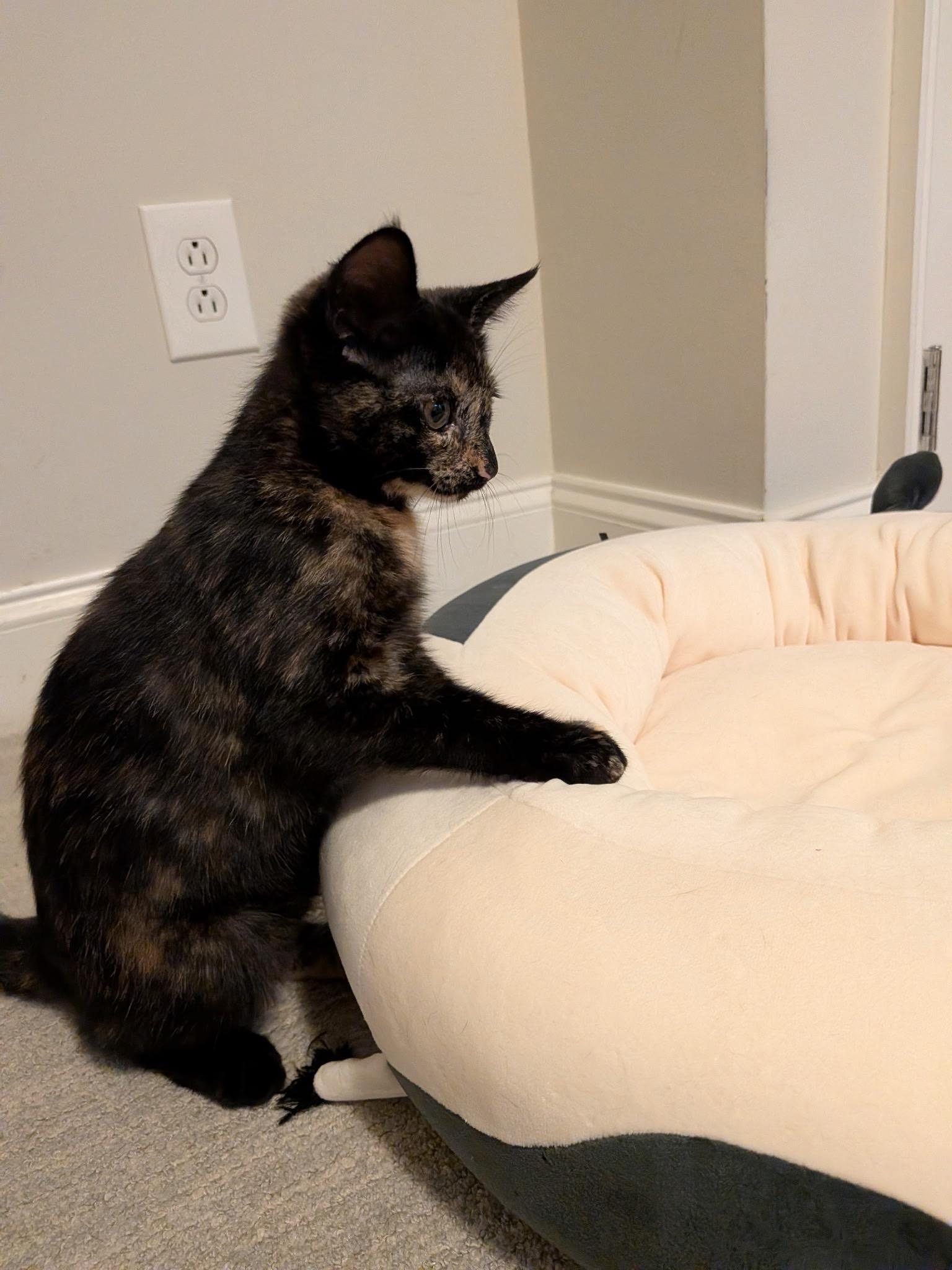 Oriole (with Raven), an adopted Domestic Short Hair in Baltimore, MD image 3/5