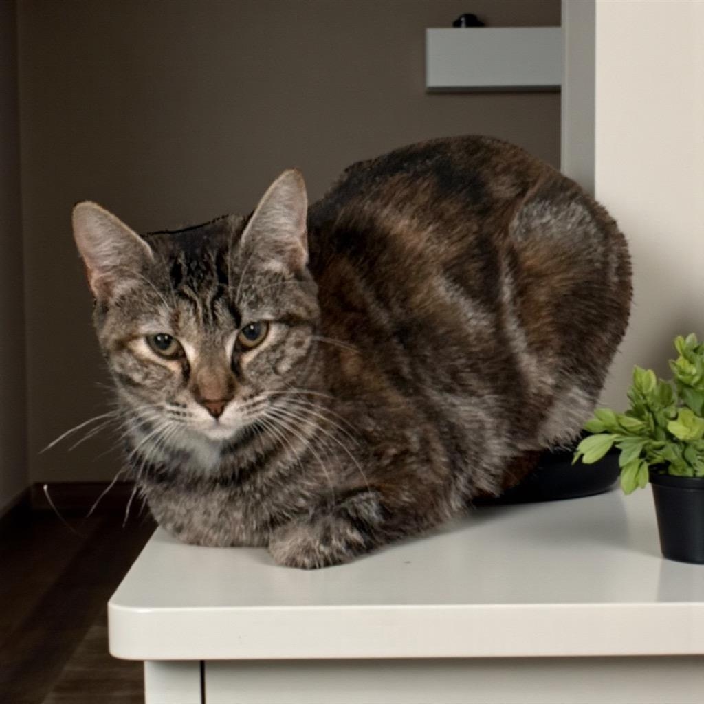 Lucidity, Adoptable, Young Female Domestic Short Hair.