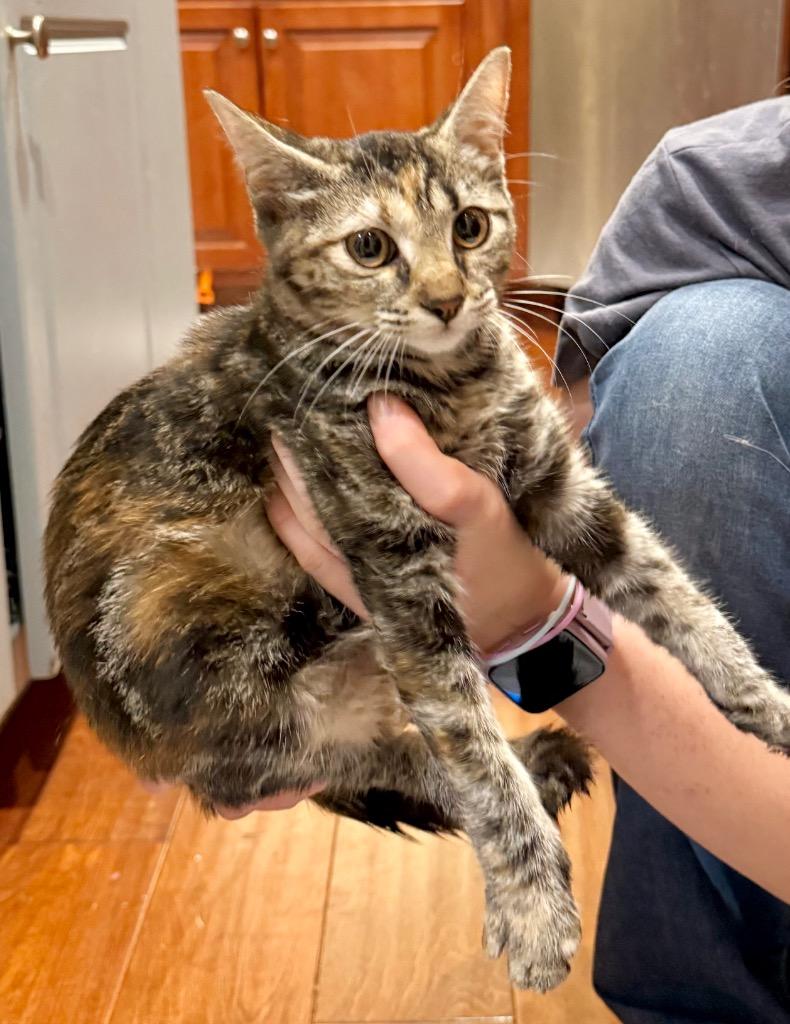 Lucidity, a Adoptable Domestic Short Hair in Augusta, GA image 2/2