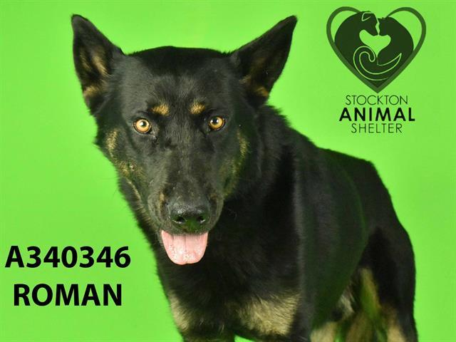 Enlarge ROMAN, a Adoptable German Shepherd Dog in Stockton, CA image 1/1