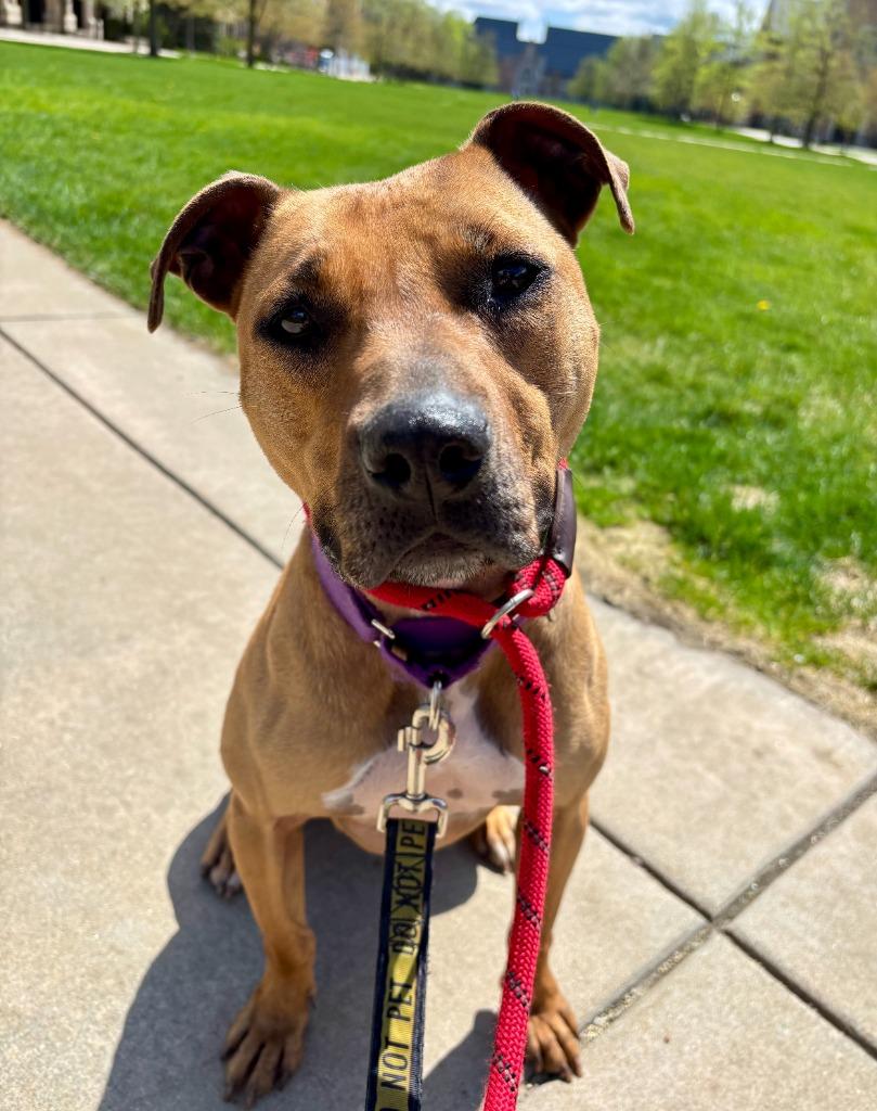 Ruby — thumbnail 3