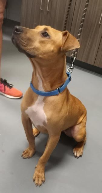 Ruby — thumbnail 4