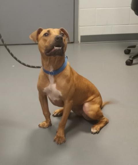 Ruby — thumbnail 5