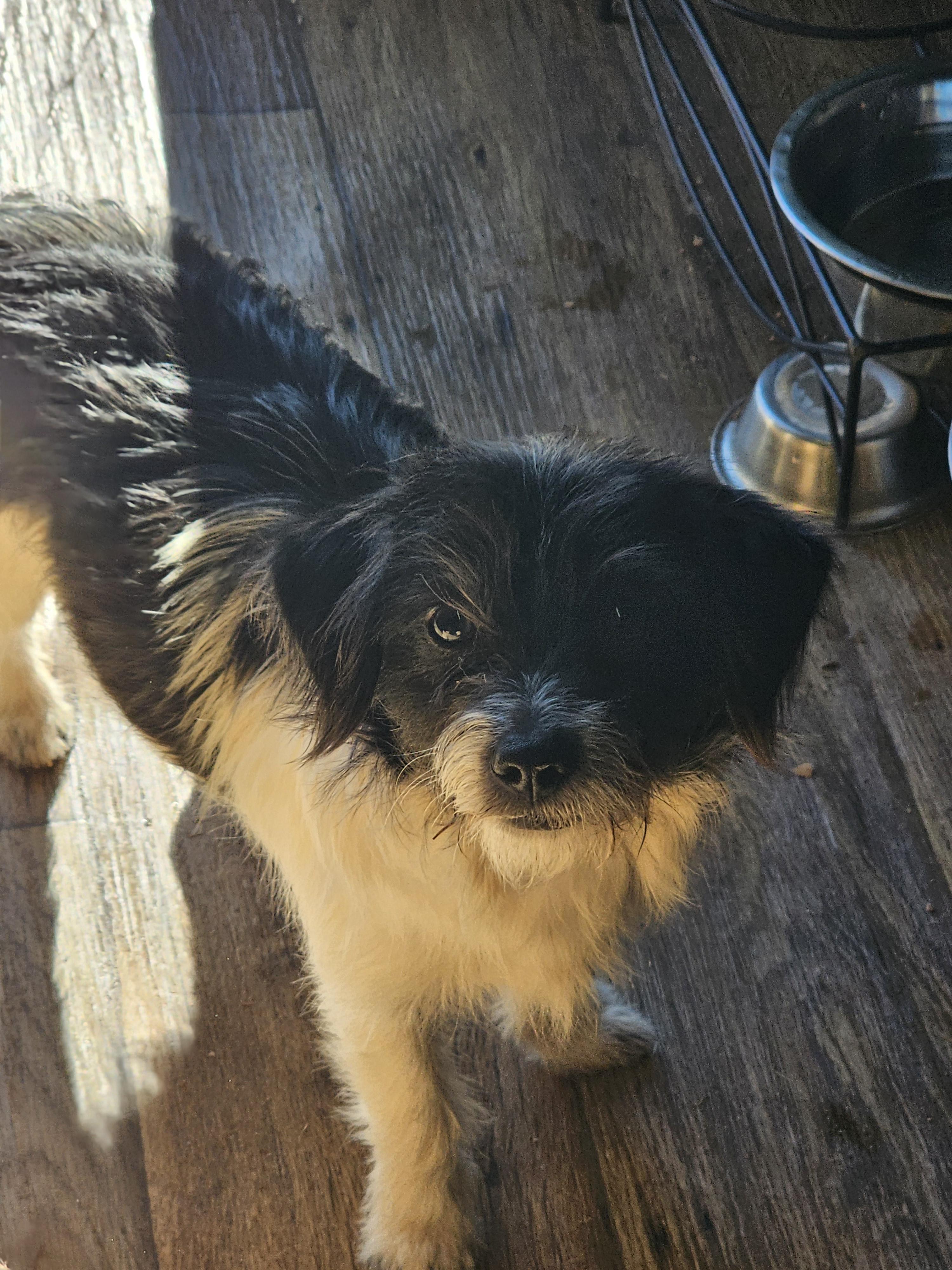 Enlarge Yuzu, a ADOPTABLE mixed breed in Chesnee, SC image 2/2