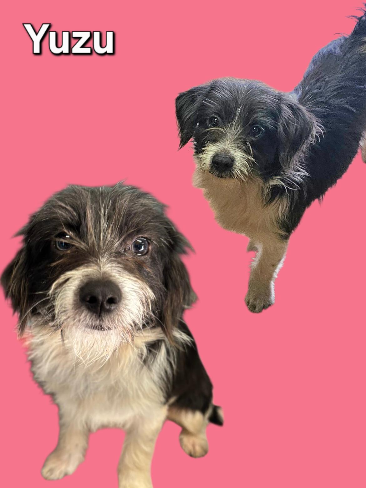 Enlarge Yuzu, a ADOPTABLE mixed breed in Chesnee, SC image 1/2