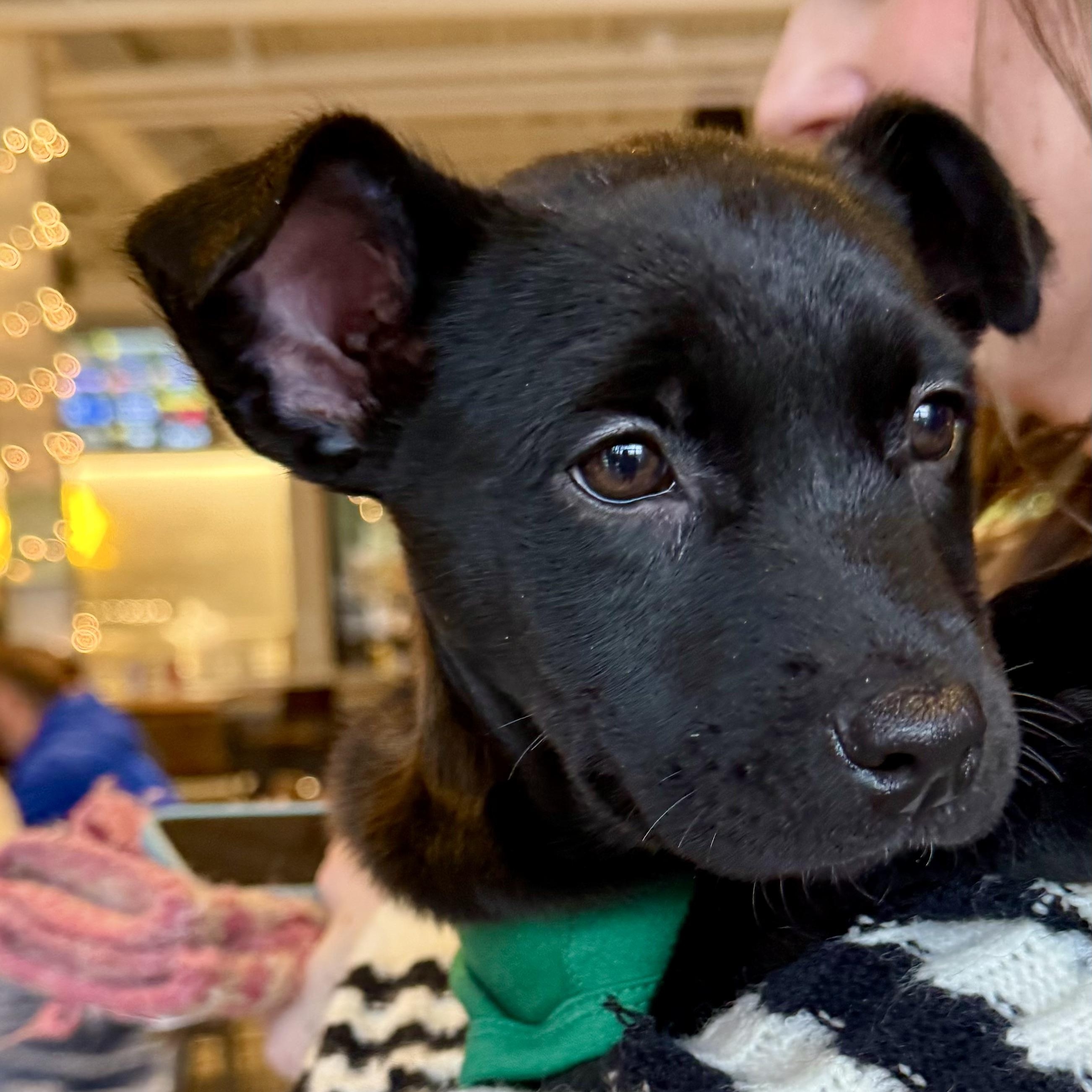 Enlarge Nick, an adopted mixed breed in Charlotte, NC image 1/3