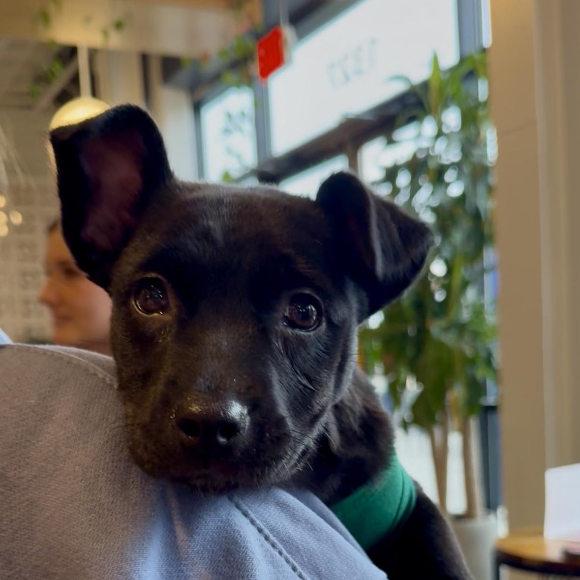 Enlarge Nick, an adopted mixed breed in Charlotte, NC image 2/3