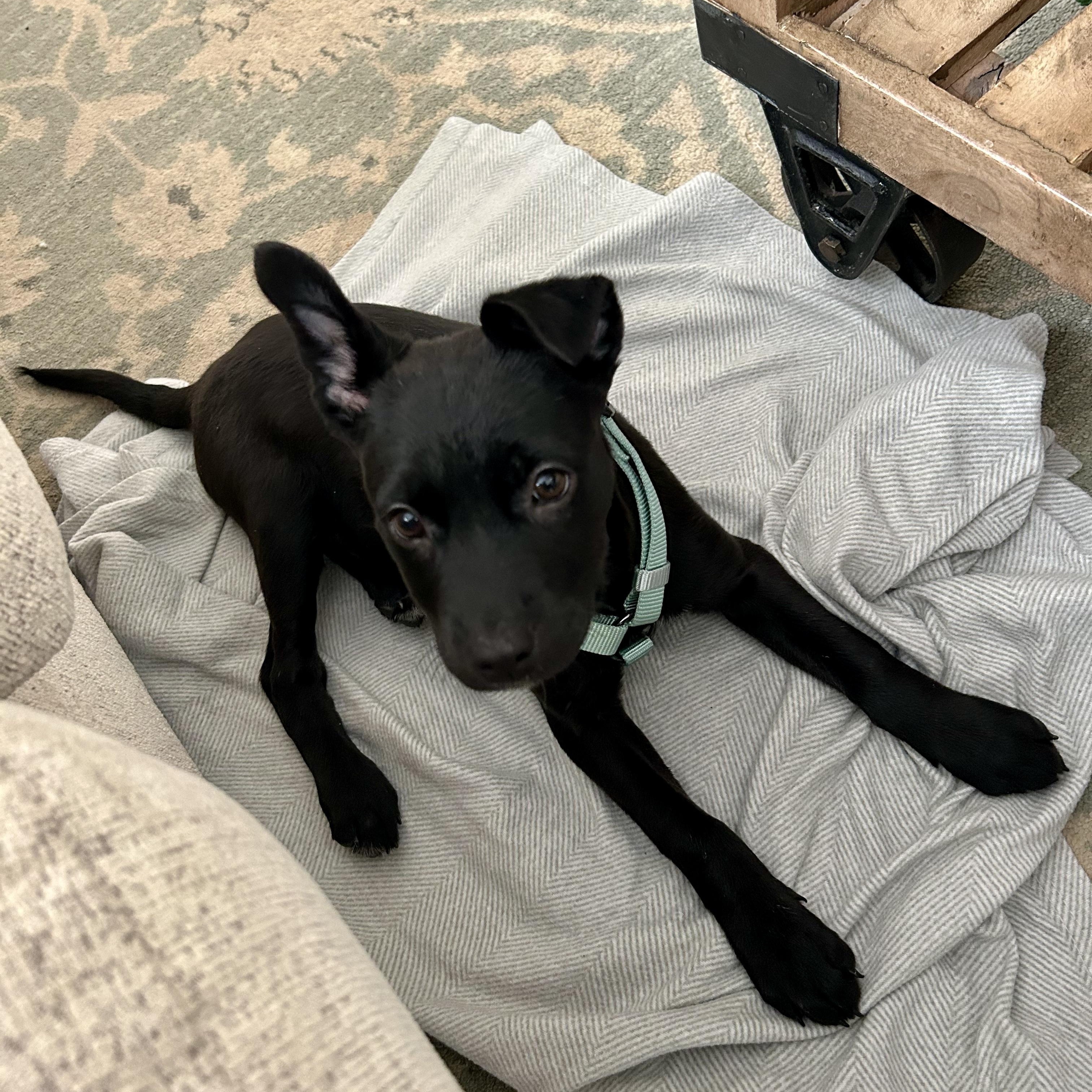 Enlarge Nick, an adopted mixed breed in Charlotte, NC image 3/3