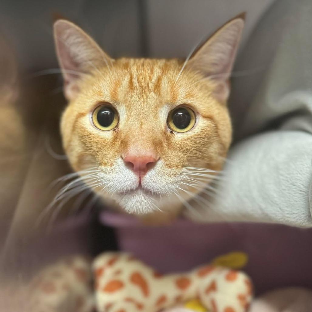 Enlarge Crookshanks, a Adoptable Domestic Short Hair in Edwardsville, IL image 1/4