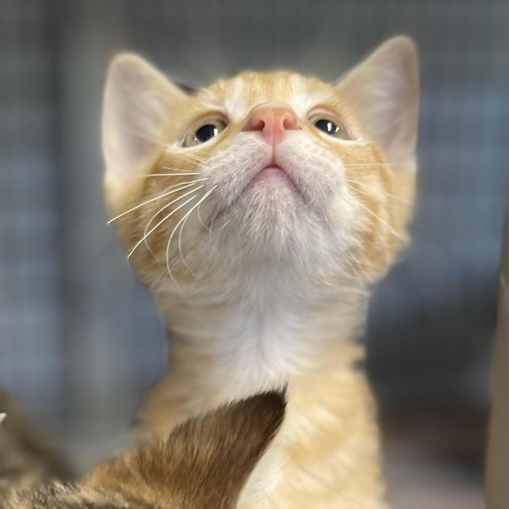 Enlarge Crookshanks, a Adoptable Domestic Short Hair in Edwardsville, IL image 3/4
