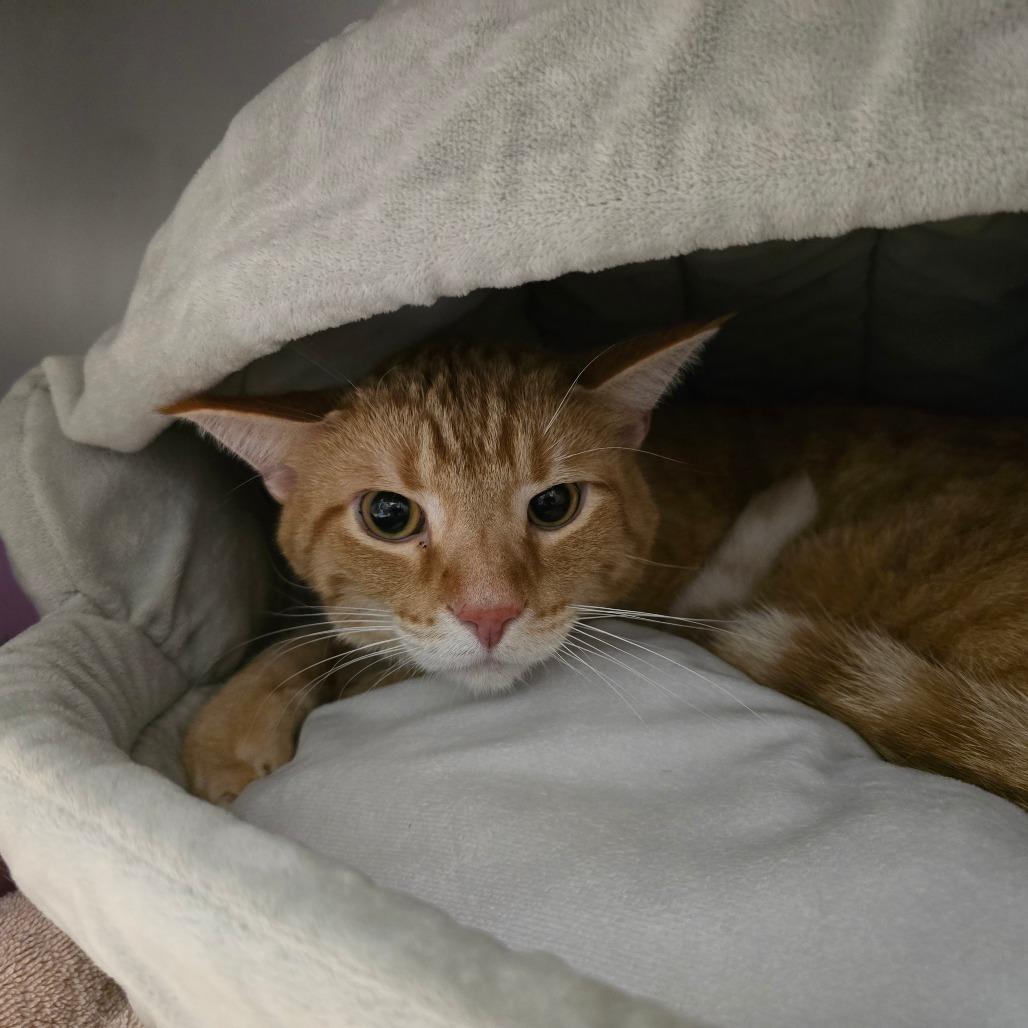 Enlarge Crookshanks, a Adoptable Domestic Short Hair in Edwardsville, IL image 4/4
