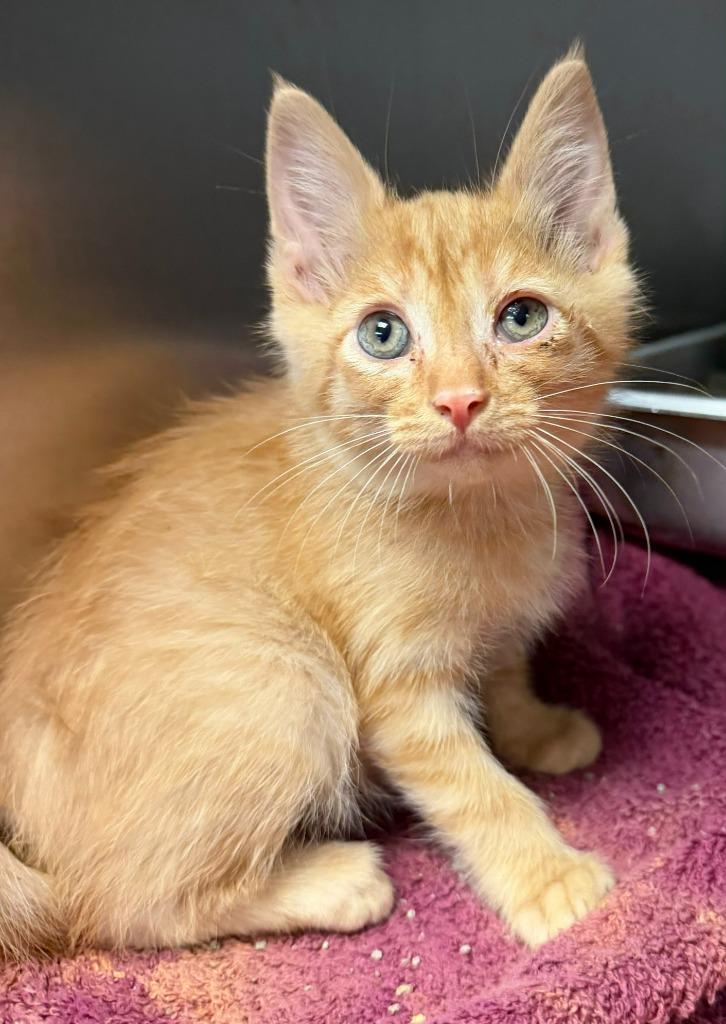 Cheez Whiz, Adopted, Kitten Male Domestic Short Hair.