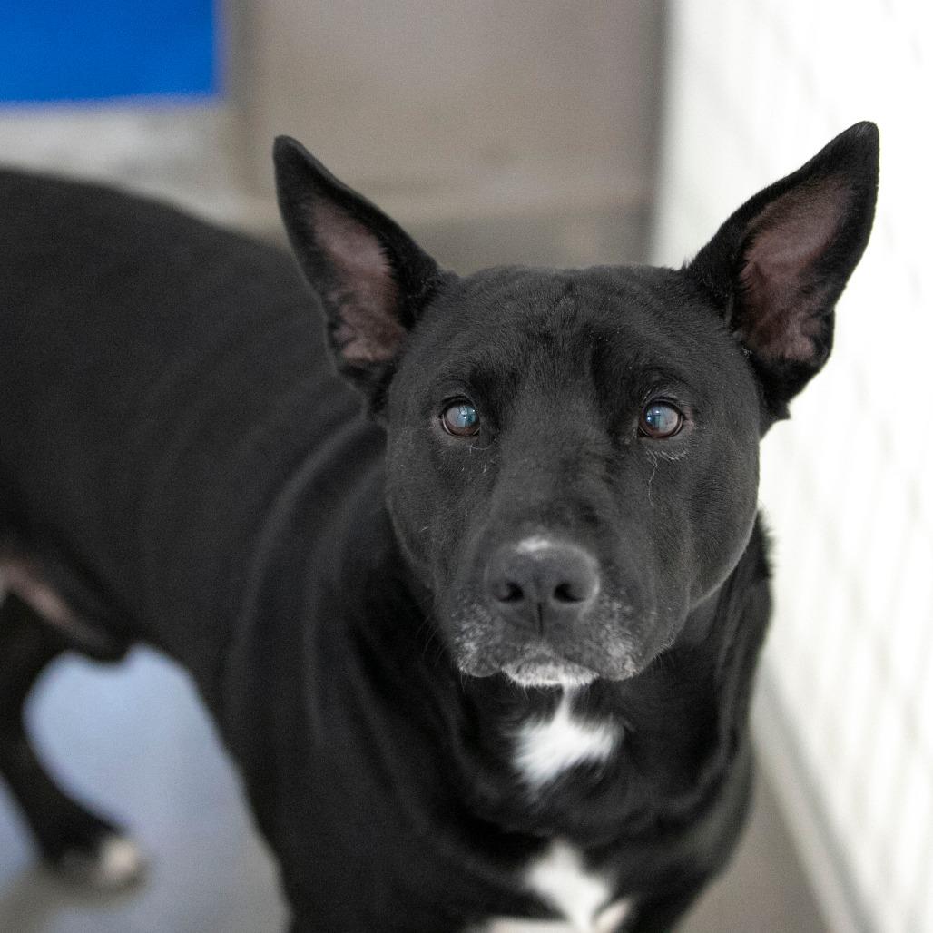 Sam (S26-25), Adoptable, Adult Male Labrador Retriever & Mixed Breed.
