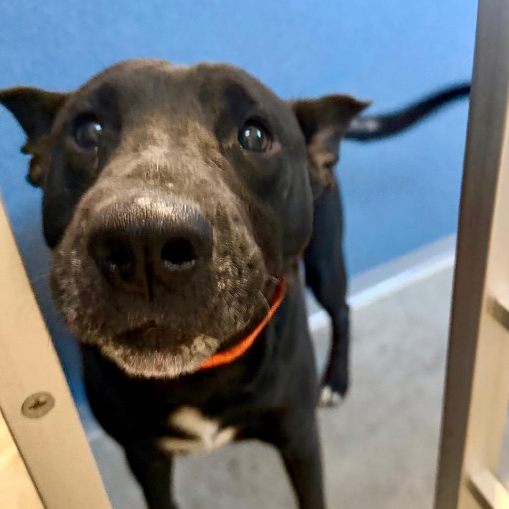 Enlarge Sam (S26-25), a Adoptable mixed breed in Peyton, CO image 2/3
