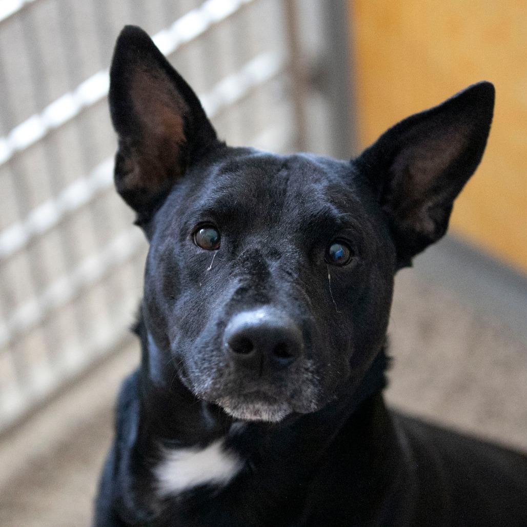 Enlarge Sam (S26-25), a Adoptable mixed breed in Peyton, CO image 3/3
