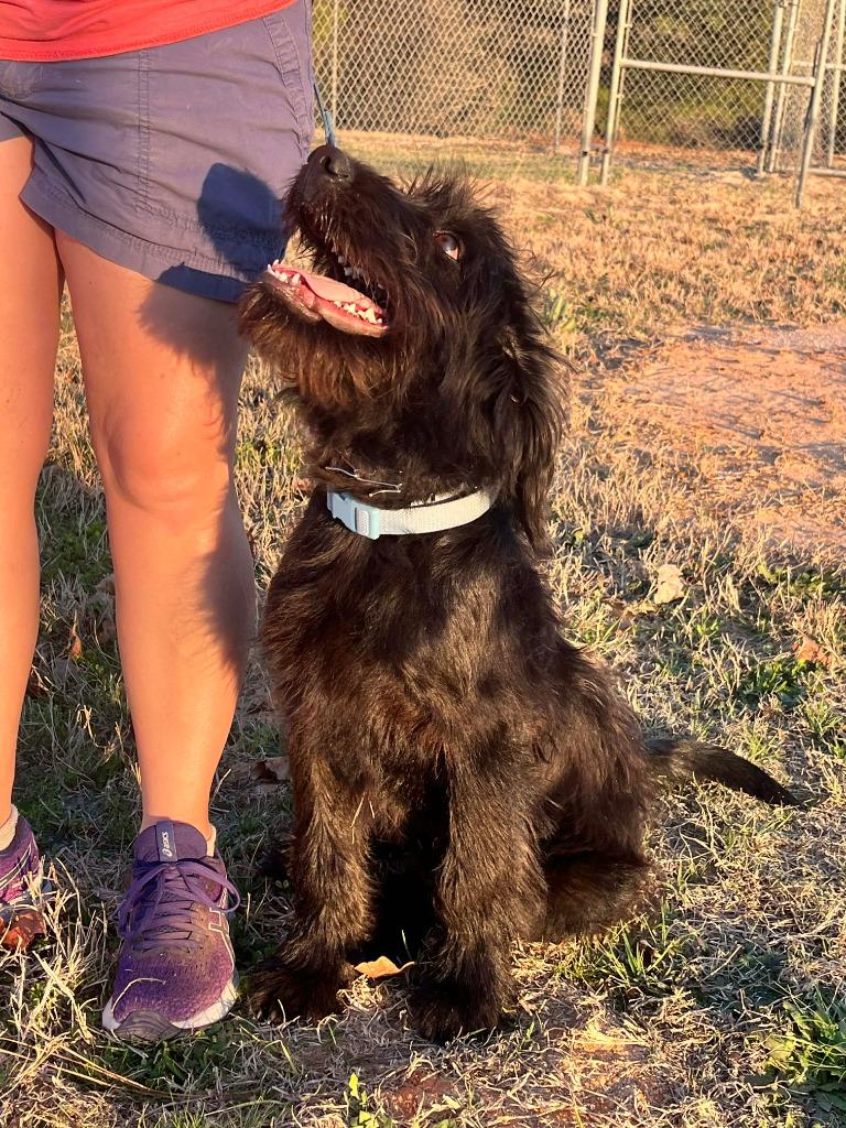 Rebel — thumbnail 3