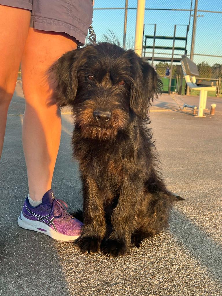 Rebel — thumbnail 4