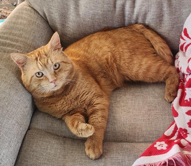 Tigger, Adopted, Young Male Domestic Short Hair.