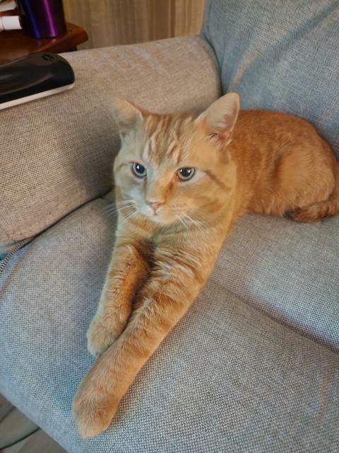 Enlarge Tigger, a Adopted mixed breed in Blountville, TN image 2/3