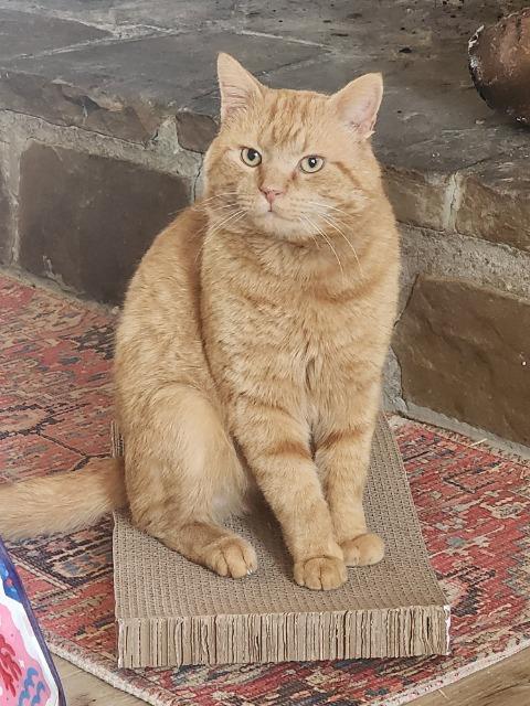 Enlarge Tigger, a Adopted mixed breed in Blountville, TN image 3/3