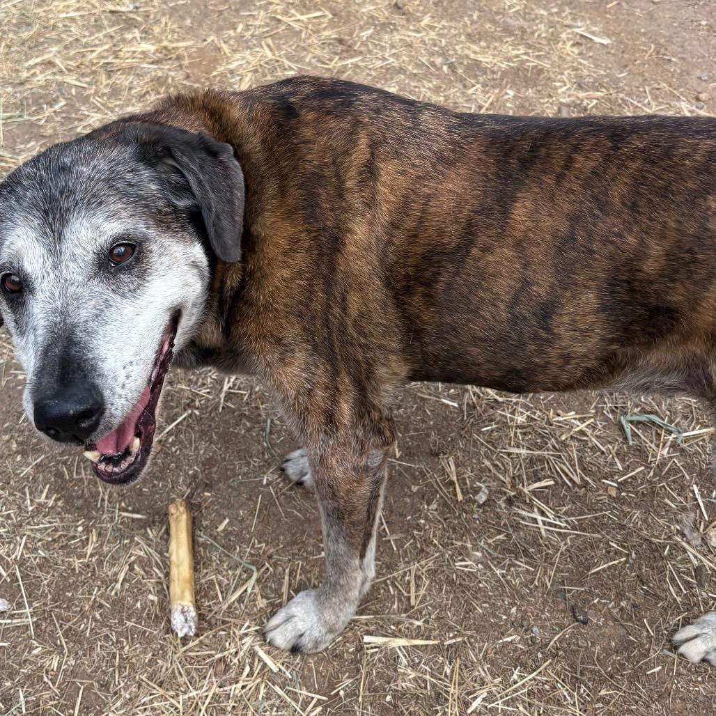 Enlarge Fiona, a Adoptable mixed breed in Oakland, CA image 4/5