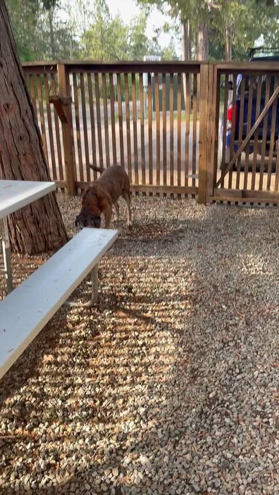 Enlarge Fiona, a Adoptable mixed breed in Oakland, CA video 5/5