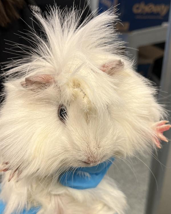 Milk Shake, Adoptable, Young Male Guinea Pig.