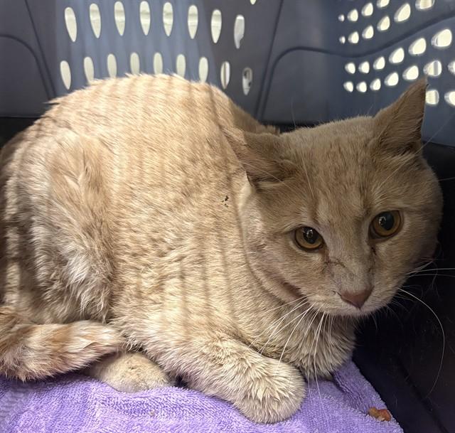MOSES, Adoptable, Young Male Domestic Short Hair.