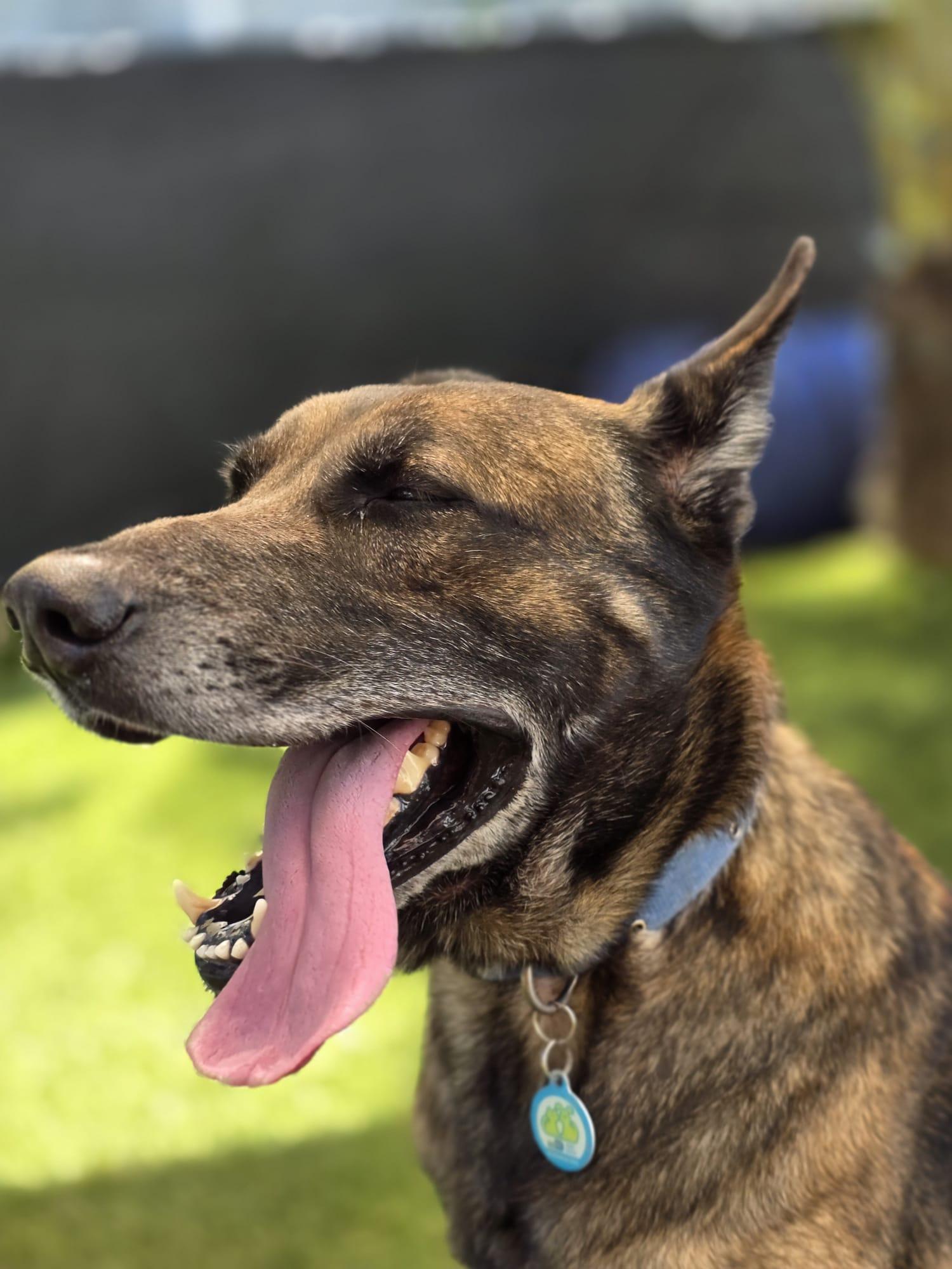 Max 3163, Adoptable, Adult Male German Shepherd Dog & Belgian Shepherd / Malinois.