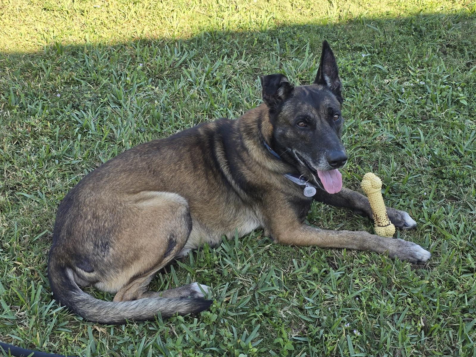 Enlarge Max 3163, a Adoptable mixed breed in Pompano Beach, FL image 3/3