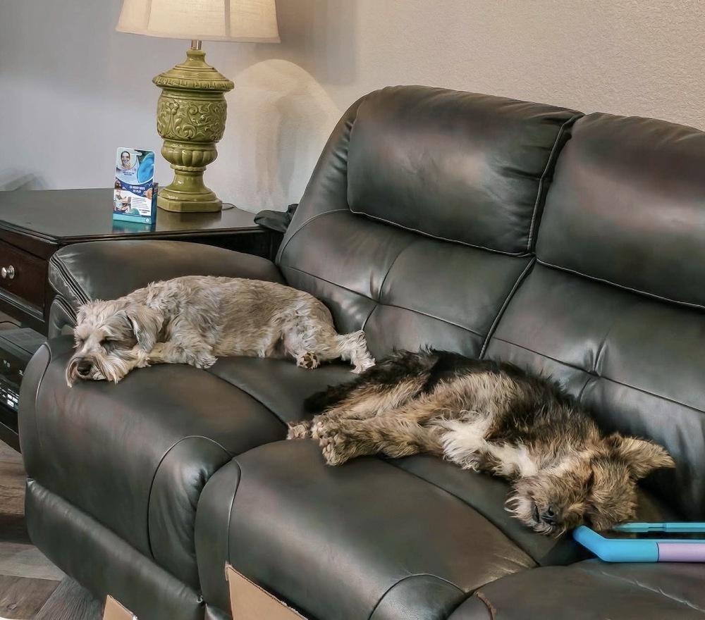 Highland, Adoptable, Adult Male Schnauzer & Corgi.