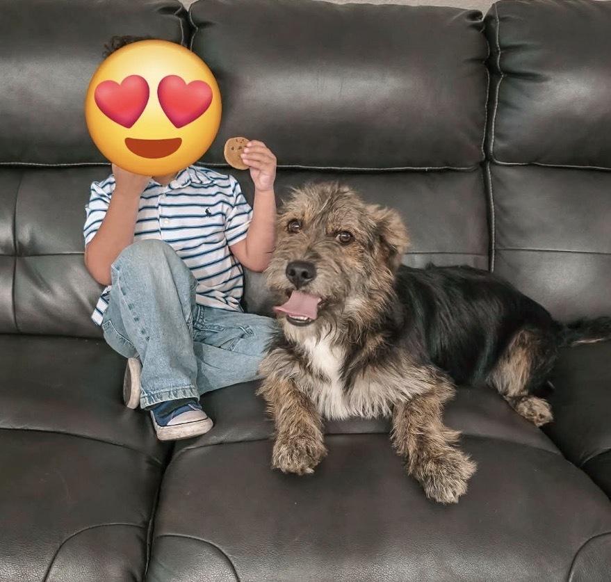 Highland, a Adoptable mixed breed in Clovis, NM image 2/6