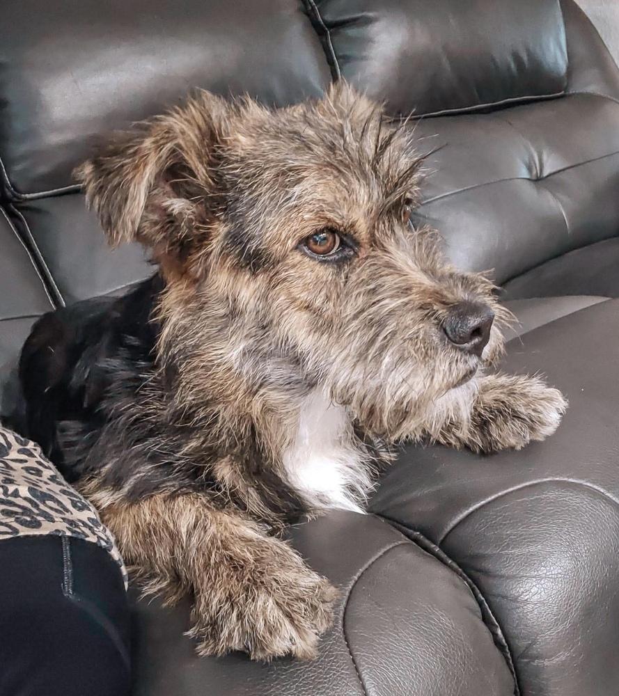 Highland, a Adoptable mixed breed in Clovis, NM image 5/6
