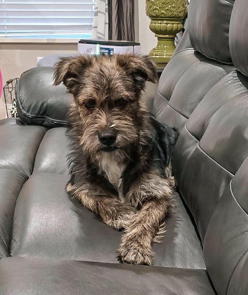 Highland, a Adoptable mixed breed in Clovis, NM image 6/6